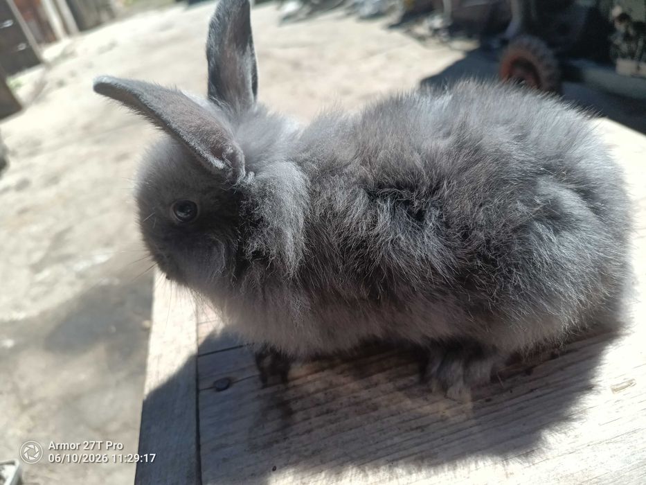 Coelhos anões juvenis