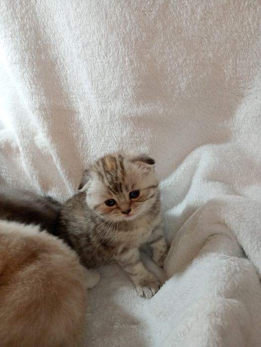 Британські кошенята