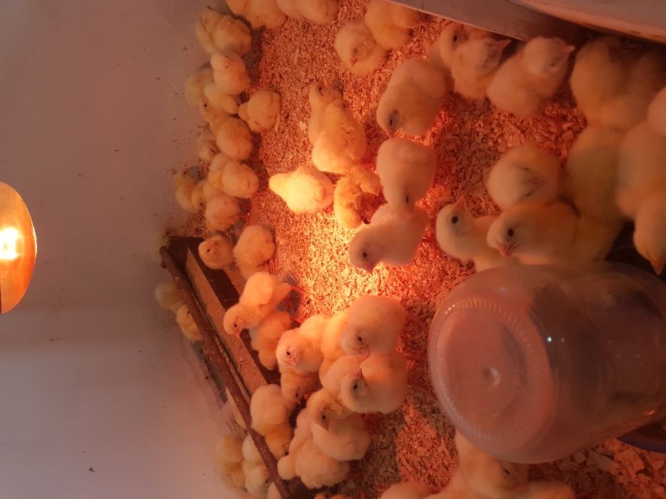 Бройлер добовий (є гурт)