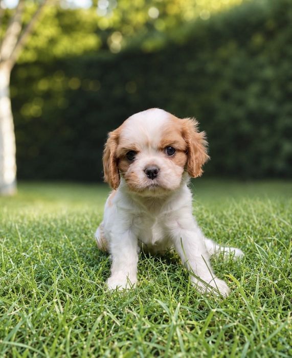 Suczka Cavalier King Charles Spaniel Blenheim