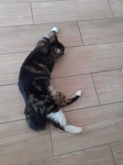Gatinhos mansinhos