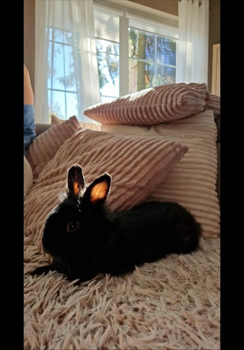 Króliczek miniaturka czaruś