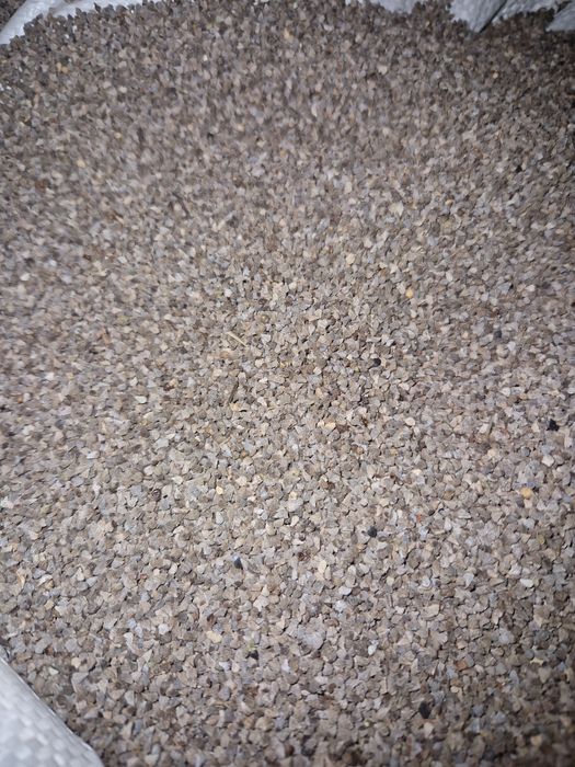 Żmijowiec grecki Wysyłka gratis Echium creticum