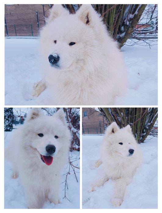 Samoyed piesek  biały miś