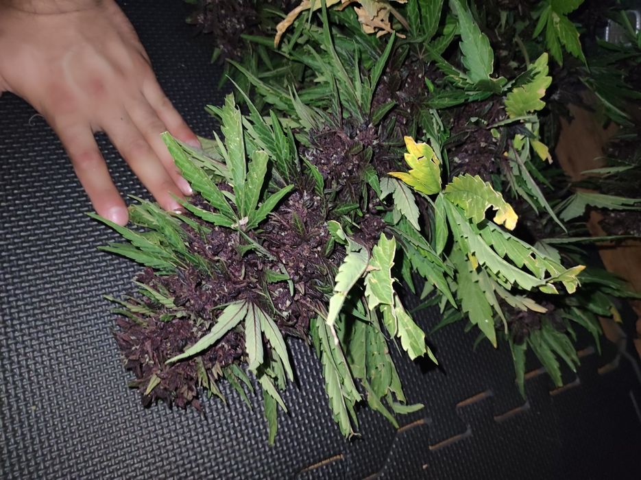 5 kg trym CBD Black Devil trim konopii