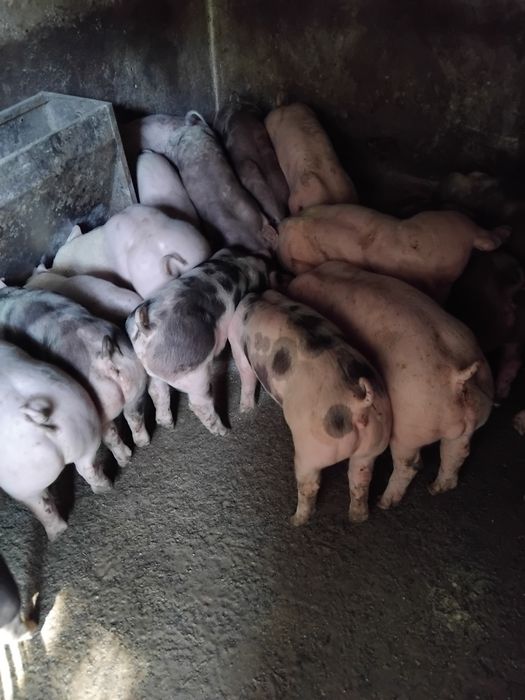 vende alguns leitoes,e duas reprodutoras