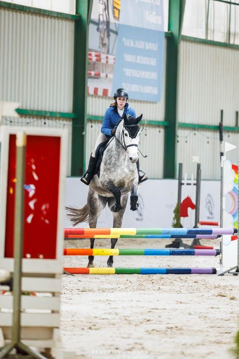 5-letnia startująca klacz ujeżdżenie/skoki CZYSTY TUV