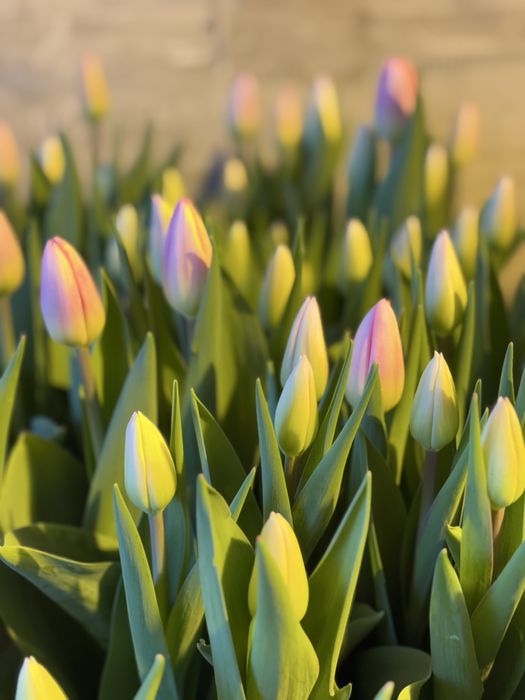 Тюльпаны к 8 марта