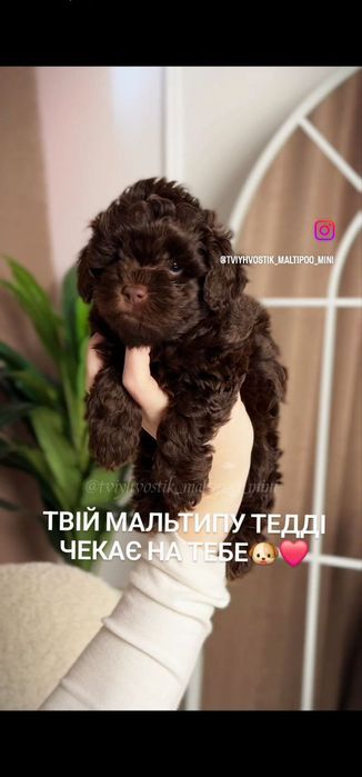 Шоколадні цуценята Мальтипу