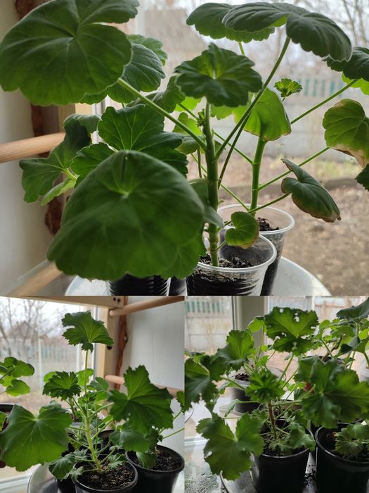 Кімнатні рослини