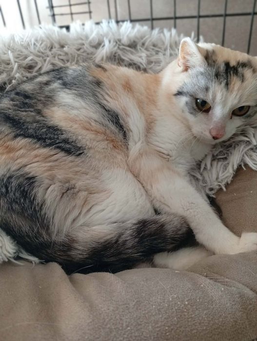 Cudna kotka szuka nowego domku. Adopcja.