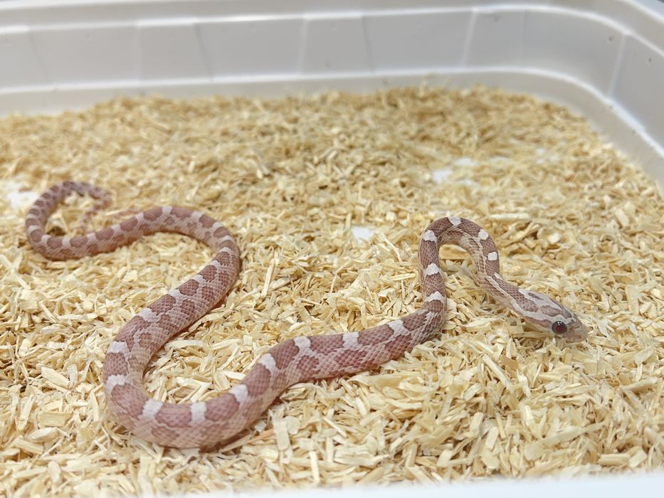 Wąż zbożowy węże zbożowe