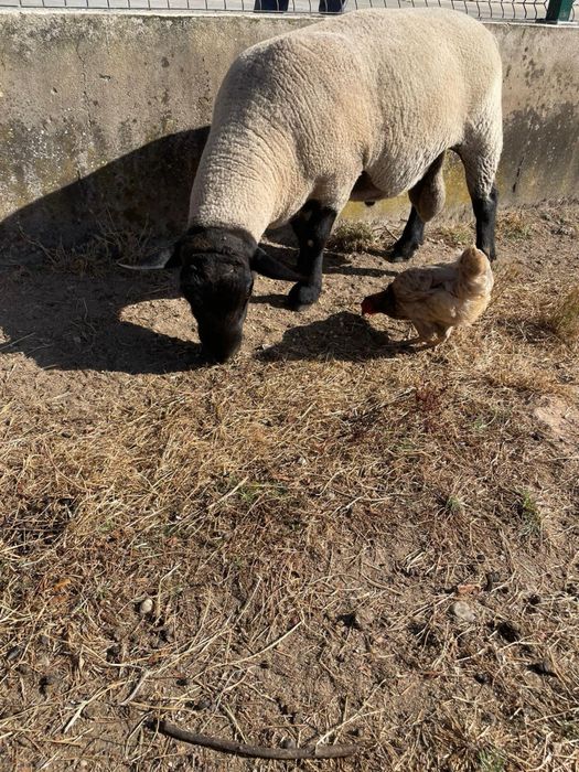 Carneiro Suffolk Puro Macho