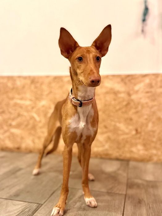 Cadela bebé para adoção responsável