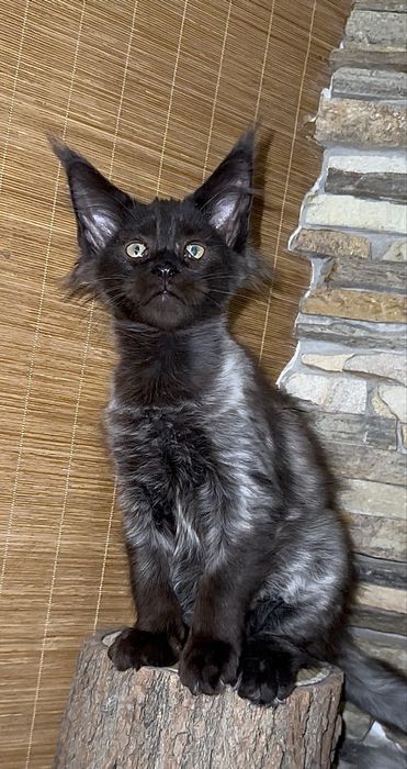 Дівчинка мейн-кун чорний дим