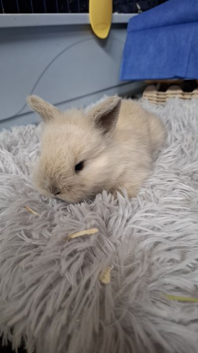 Coelhinho mini varios roedores