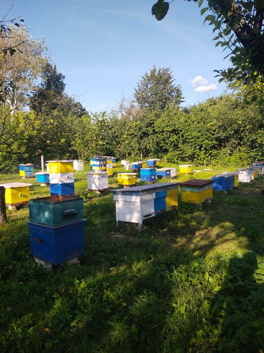 Зелена гречка (не смажена )