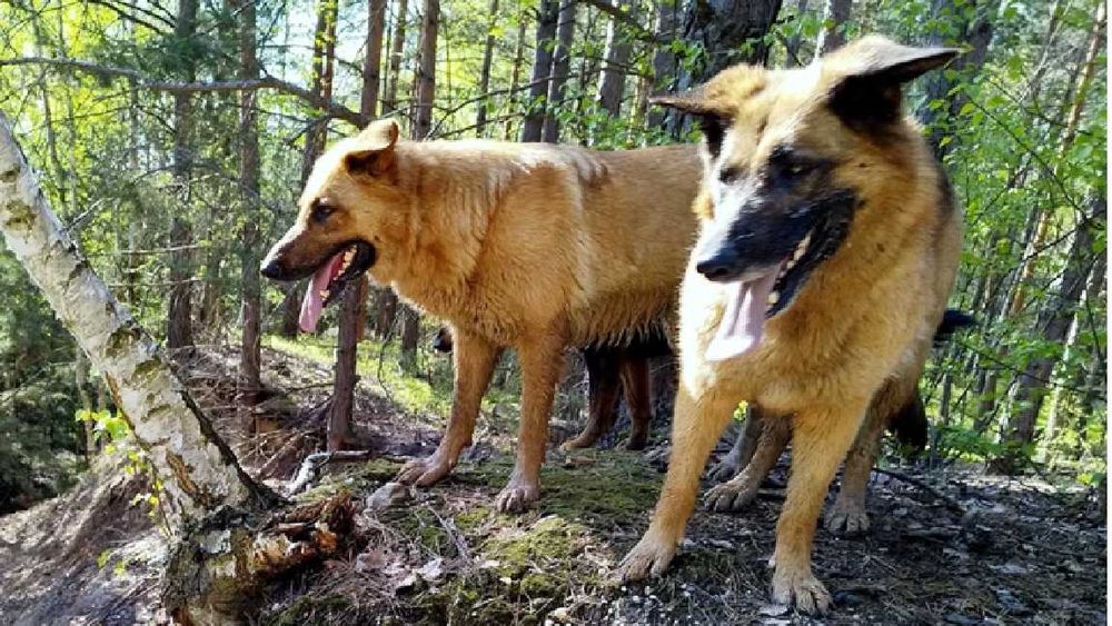 Dwie Siostrunie Zgrany Duet Deska Ayra Owczarek Niem DOWÓZ cała Polska