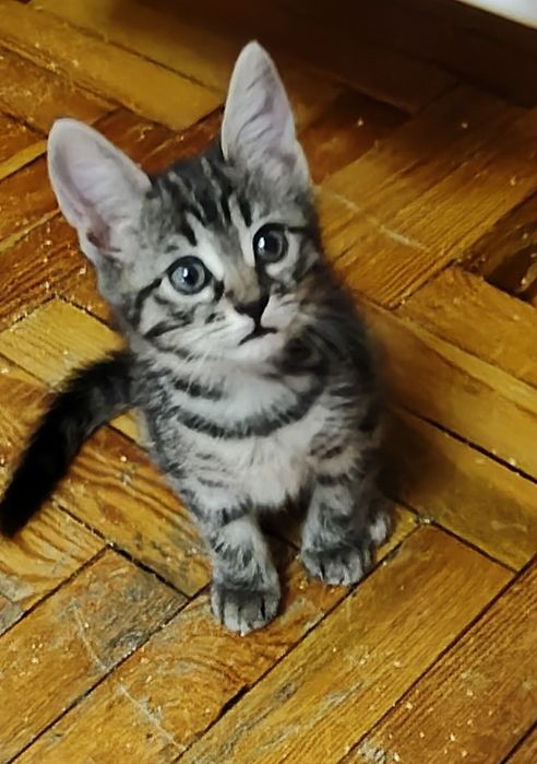Котята 2 місяці шукають відповідальну родину