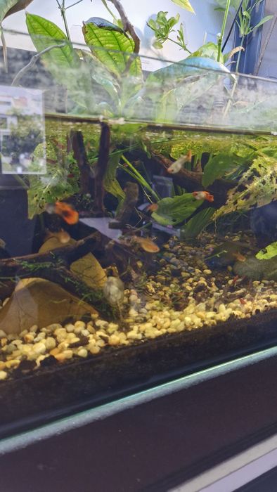 Aquario Completo