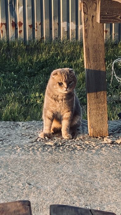 Шотландське кошеня