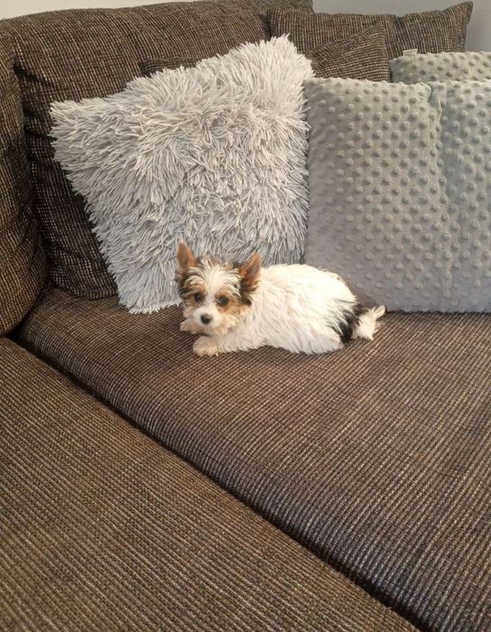 Mini suczka Yorkshire Terrier Biewier