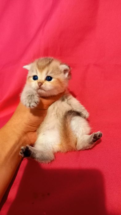 Золота шиншилла golden chinchilla