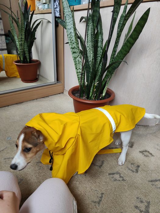 Продается дождевик для собак.