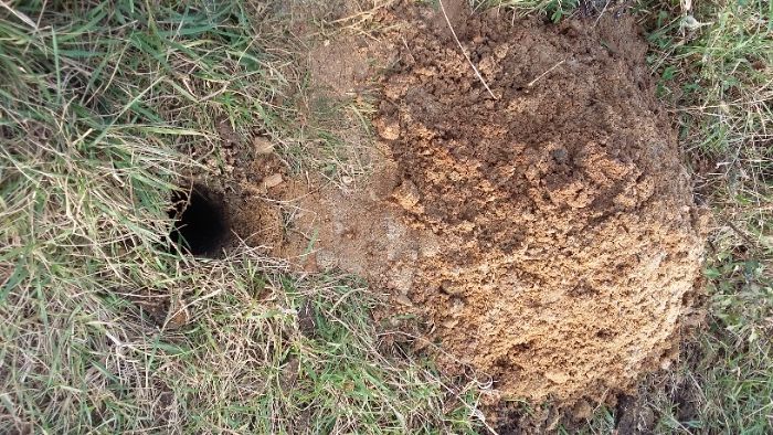 Geolog/Badania gruntu/Odwierty/Wiercenia/Opinia geotechniczna