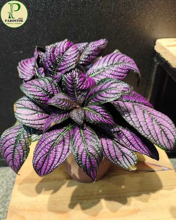 Стробілантес Дієріана (Strobilanthes Dyeriana).