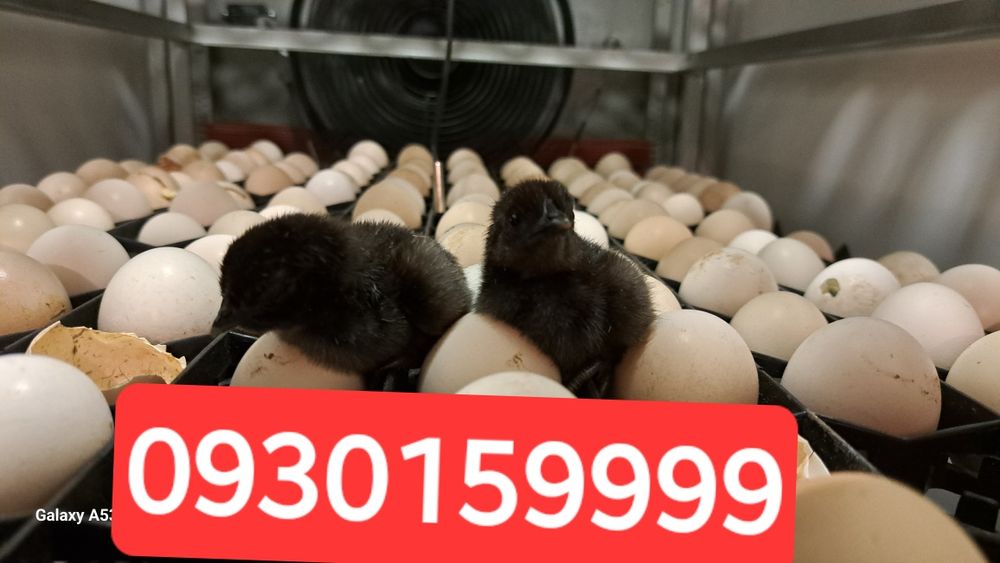 Мадам черный кури