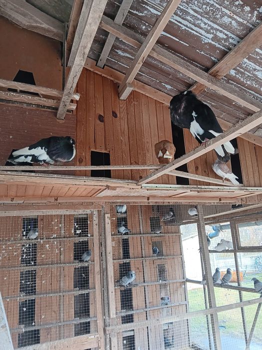 Gołąb sztaficer gołębie