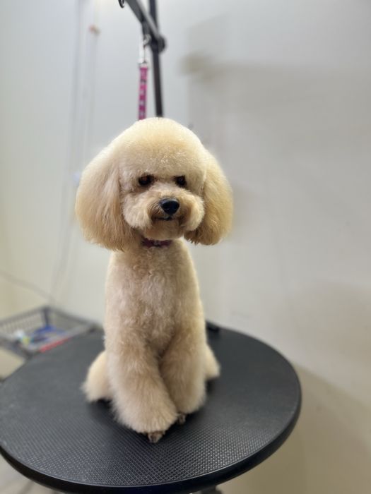 Стрижка собак та котів  зоолавка vorona