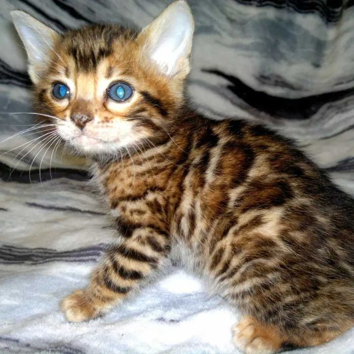 Шикарні бенгальські кошенятка. Всі BENn24 розетка на золоті