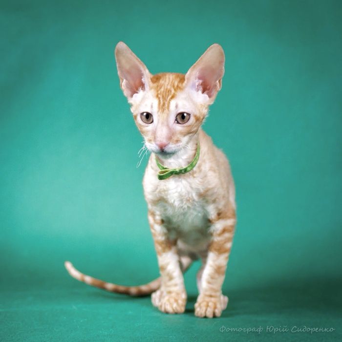 Кошенята Корніш-рекс