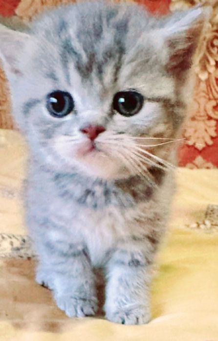 Кошеня!Шотландська плюшева дівчинка!Прямовуха