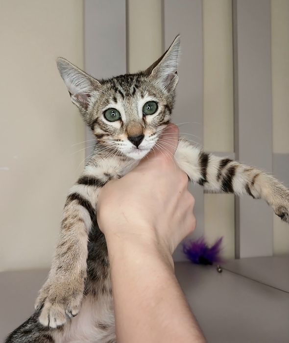 Орієнтальна дівчинка