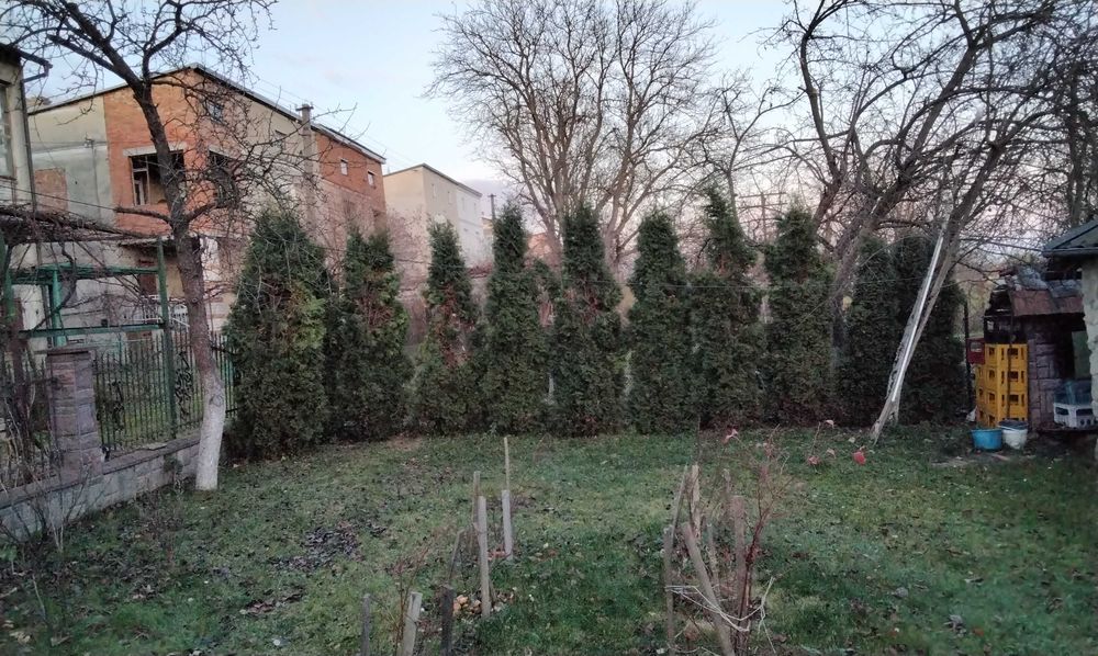 Туї дорослі самовивіз