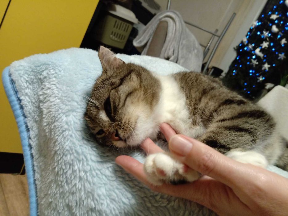 Kotka Michasia szuka domku