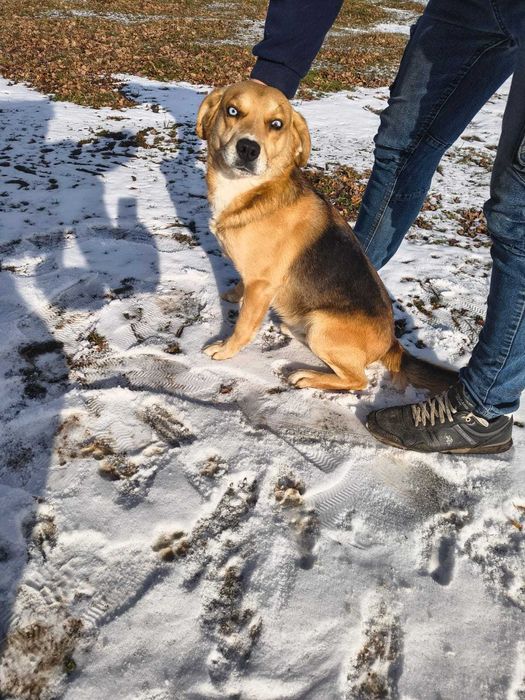 Piesek szuka nowego domu