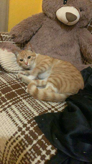 Odam w dobre ręce kotkę