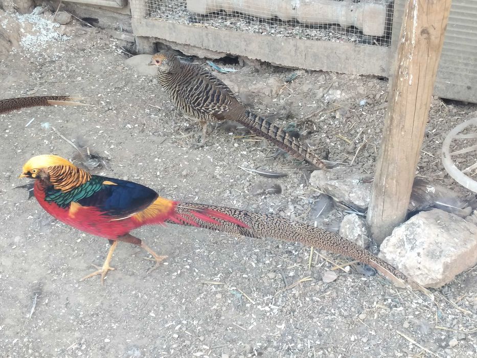 Patos  mandarins  patos carolinos e faisões  dourados