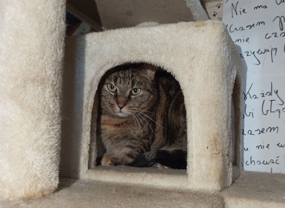 Delikatna koteczka Zezia szuka domu
