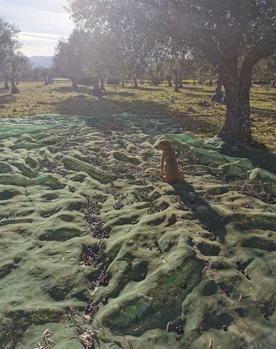 Azeite Virgem Biológico - Trás-os-Montes