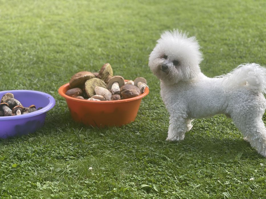 Котедж будинок в горах! Яремче Карпати Буковель. Акція!