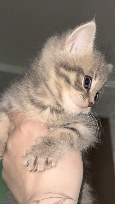 Продам  шотландське кошенятко