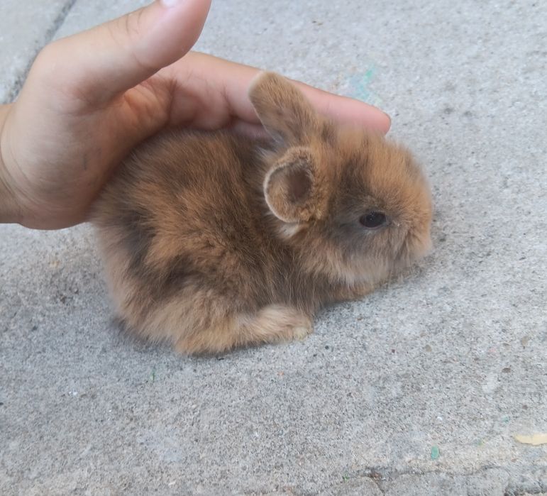 Coelhos anões peludinhos