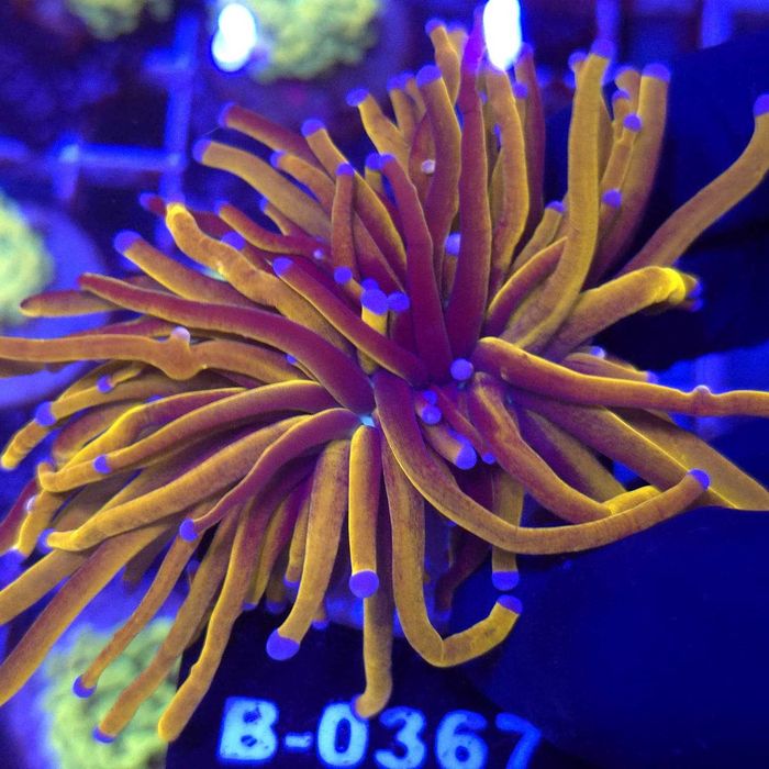 Euphyllia Glabrescens 24K (2 głowy) - akwarystyka morska Kraków