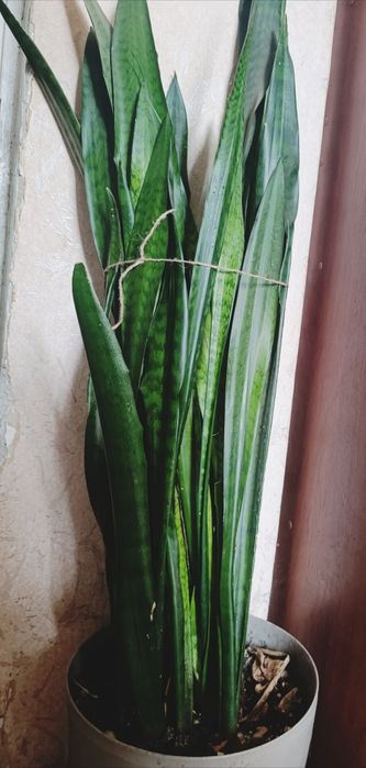 Продам квітку Сансев’єрія