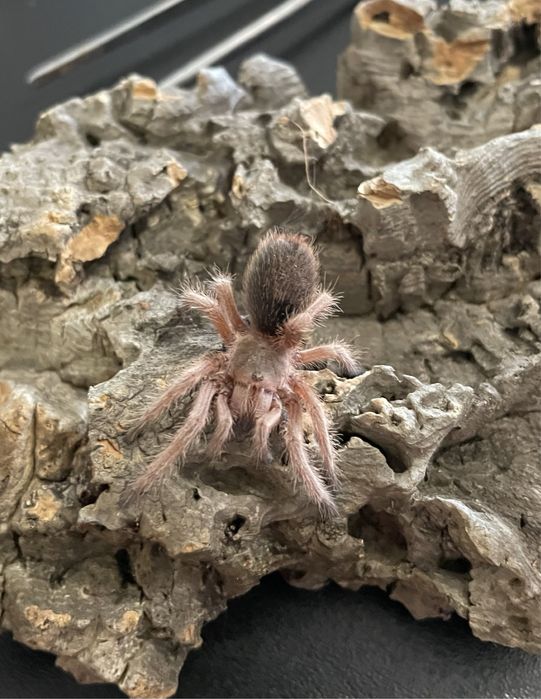 Samica Grammostola rosea red